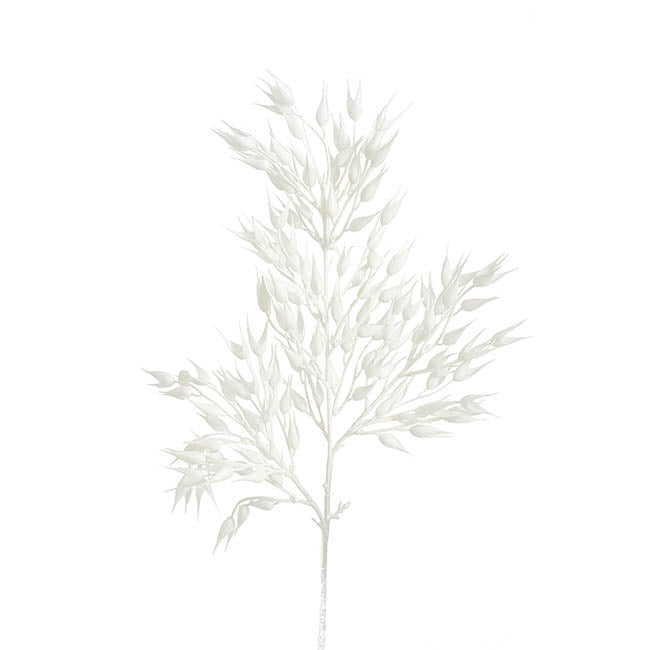 Coix Seed Grass Spray White (65cmH)