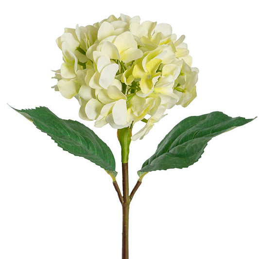 Annabelle Hydrangea Stem Soft Green (19cmDx55cmH)