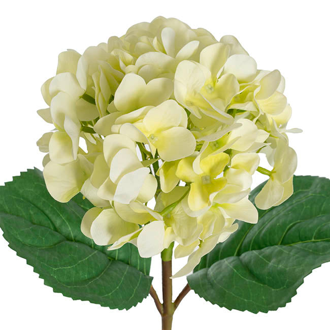 Annabelle Hydrangea Stem Soft Green (19cmDx55cmH)