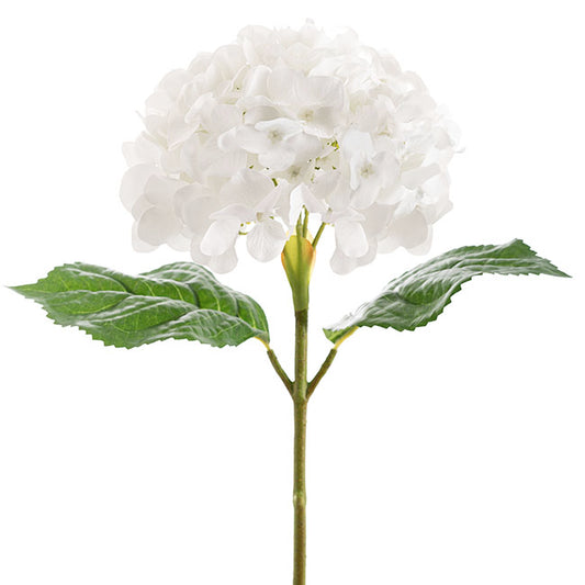 Annabelle Hydrangea Stem White (19cmDx55cmH)