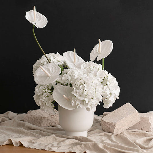 Annabelle Hydrangea Stem White (19cmDx55cmH)