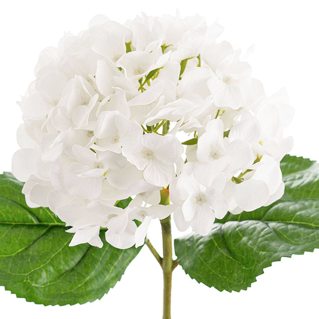Annabelle Hydrangea Stem White (19cmDx55cmH)