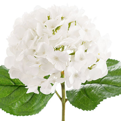 Annabelle Hydrangea Stem White (19cmDx55cmH)