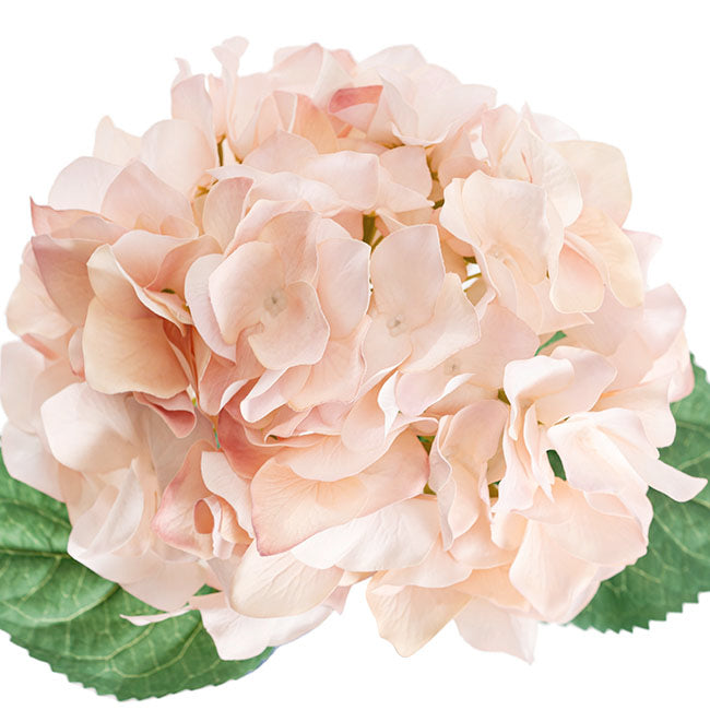 Royal Hydrangea Stem Soft Blush Pink (18cmDx78cmH)