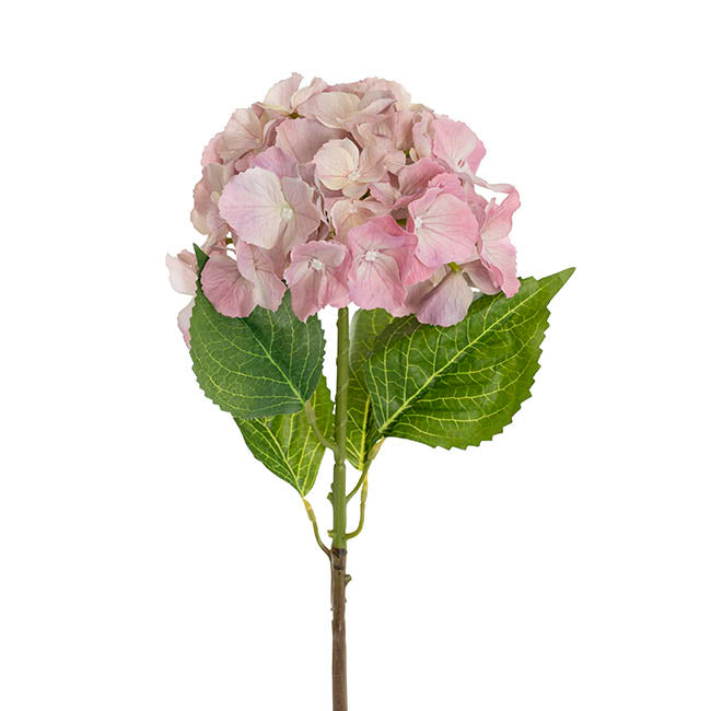 Eldorado Hydrangea Stem Cream Pink (18cmDx64cmH)