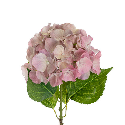 Eldorado Hydrangea Stem Cream Pink (18cmDx64cmH)
