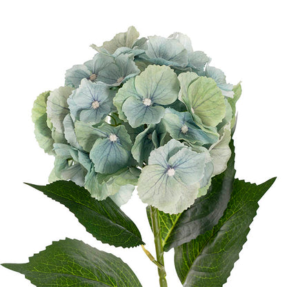 Eldorado Hydrangea Stem Green (18cmDx64cmH)
