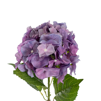 Eldorado Hydrangea Stem Violet Purple (18cmDx64cmH)
