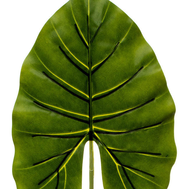 Canna Leaf Pick  Dark Green (55cmH)