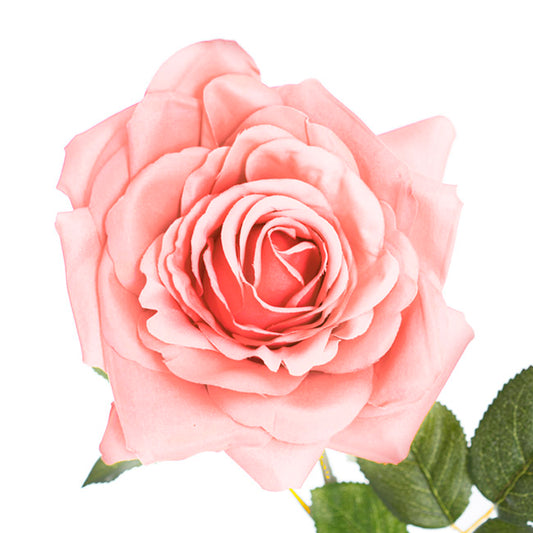 Large Colombian Rose Stem Pale Pink (20cmDx86cmH)