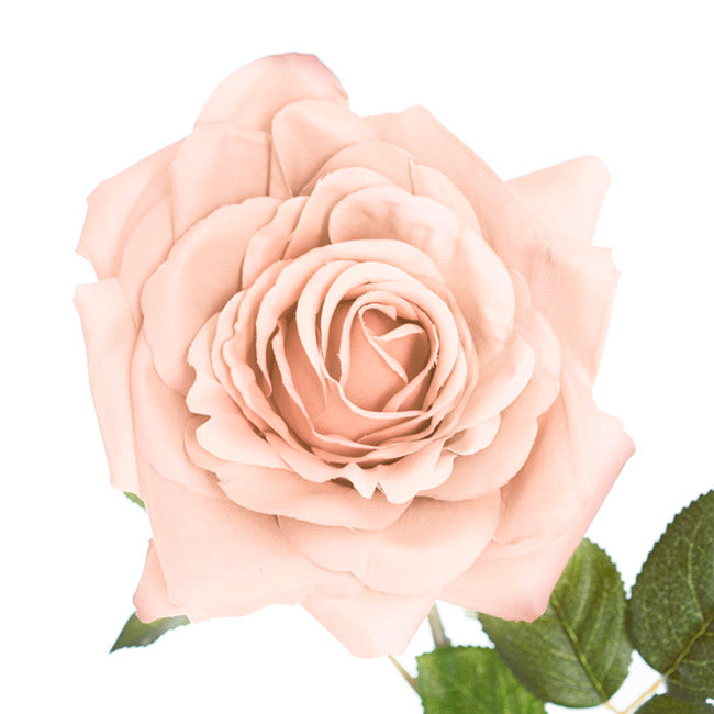 Large Colombian Rose Stem Nude (20cmDx86cmH)