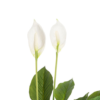 Artificial Spathiphyllum Potted Plant Real Touch (76cmH)