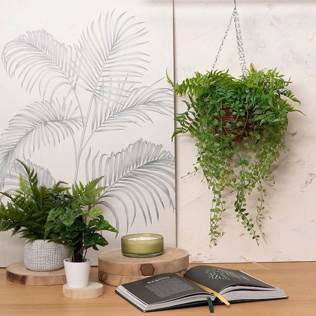 Mixed Fern Hanging Plant Basket Green (66cmH)