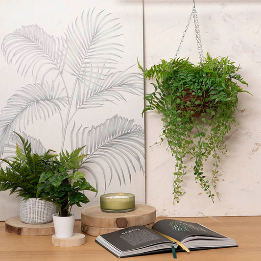 Mixed Fern Hanging Plant Basket Green (66cmH)