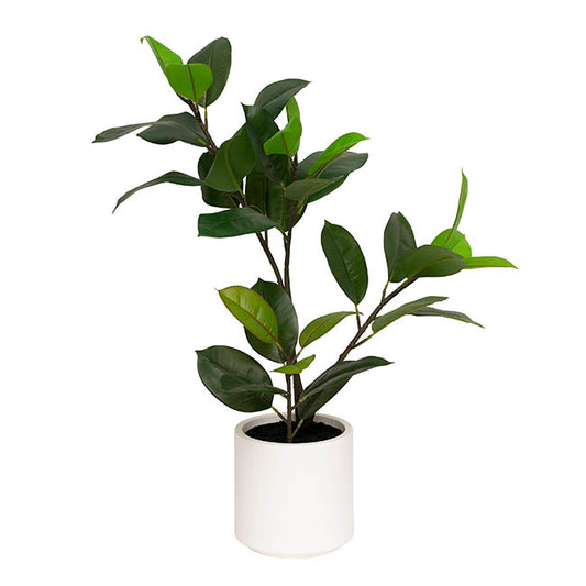 Real Touch Rubber Tree in White Pot Green (90cmH)