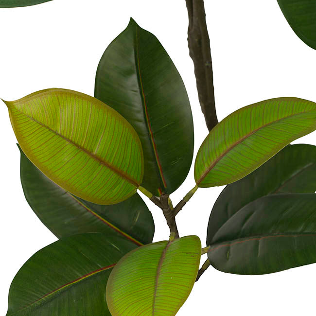 Real Touch Rubber Tree in White Pot Green (90cmH)
