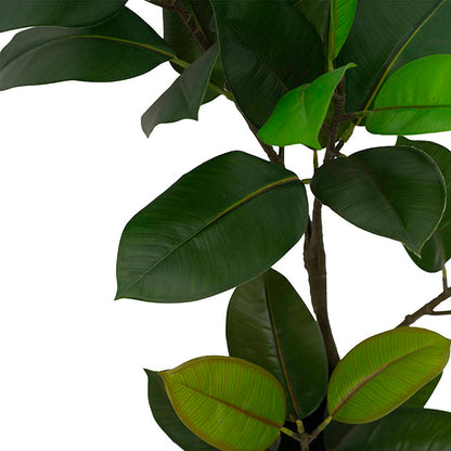 Real Touch Rubber Tree in White Pot Green (90cmH)