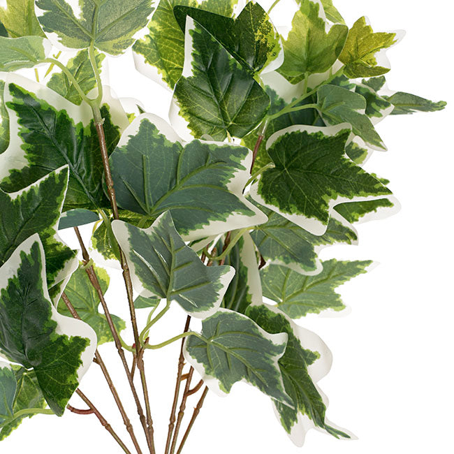 English Ivy Variegated Bush x7 White Green (42cmH)