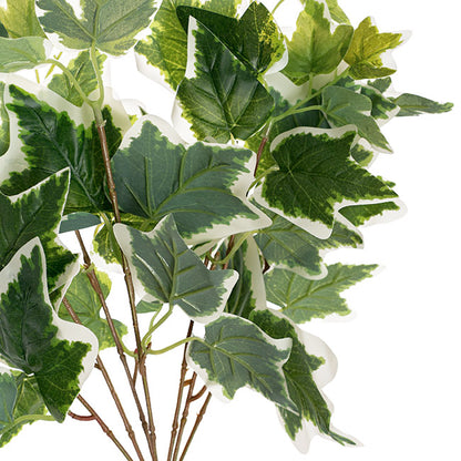 English Ivy Variegated Bush x7 White Green (42cmH)