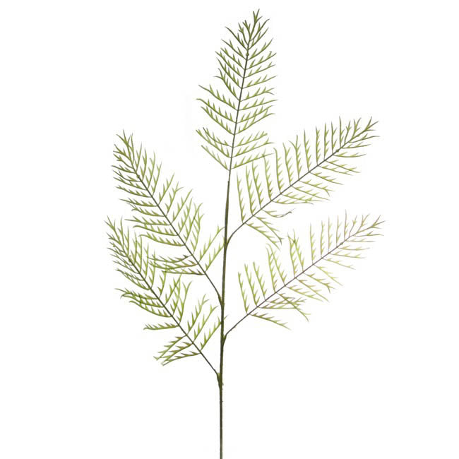 Buck's Horn Fern Stem Green (95cmH)