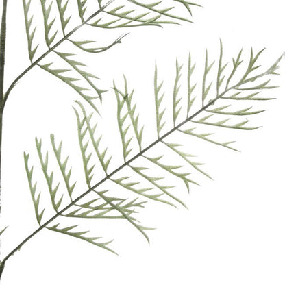 Buck's Horn Fern Stem Green (95cmH)