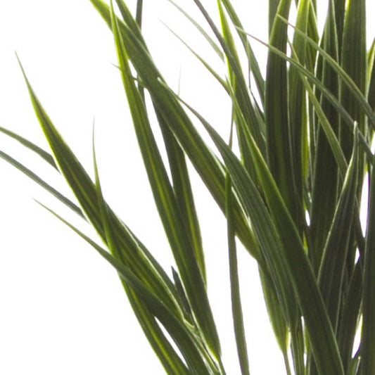 Spear Grass Bunch Green (38cmH)