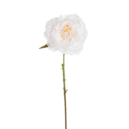 Single Stem Peony White (13cmDx67cmH)