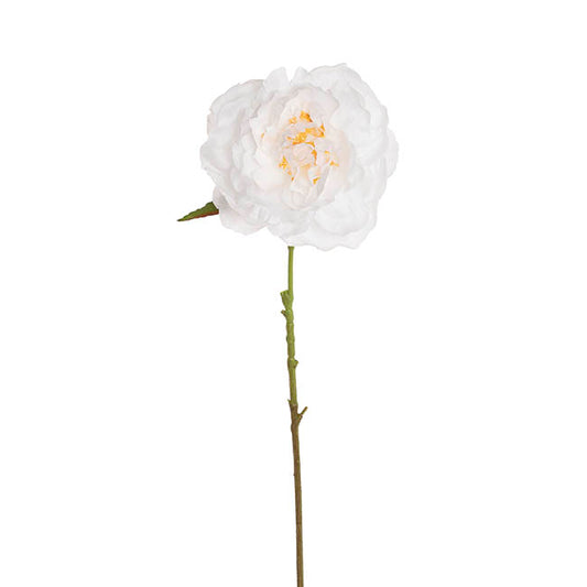 Single Stem Peony White (13cmDx67cmH)