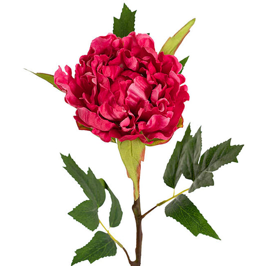 Duchess Peony Stem Hot Pink (15cmDx65cmH)