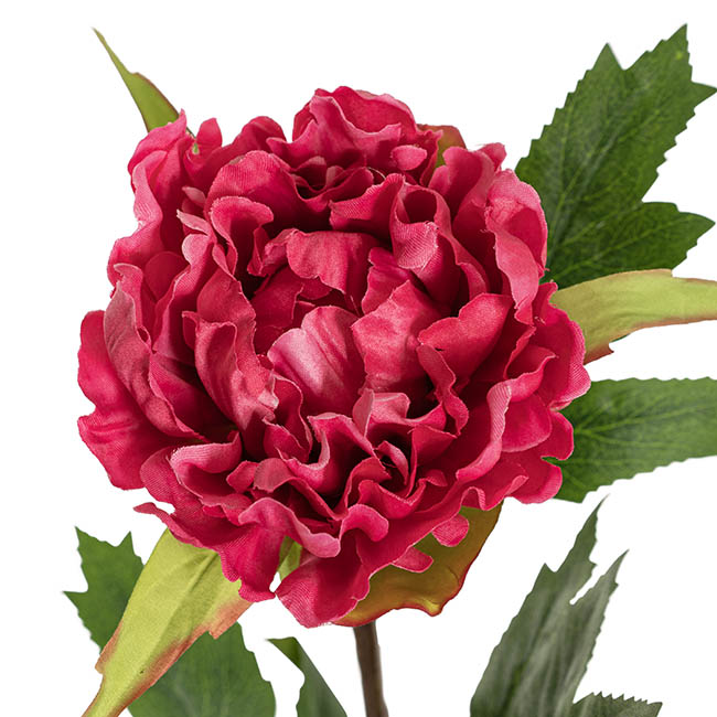 Duchess Peony Stem Hot Pink (15cmDx65cmH)