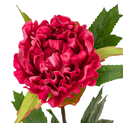 Duchess Peony Stem Hot Pink (15cmDx65cmH)