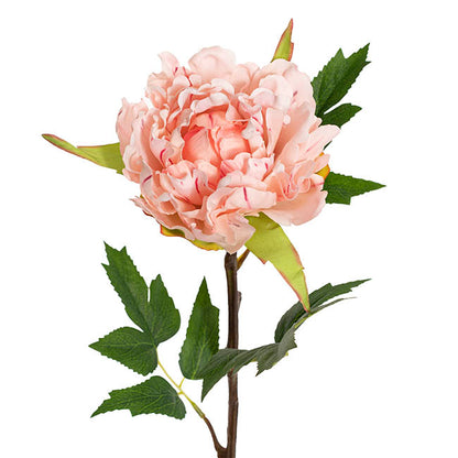 Duchess Peony Stem Soft Pink (15cmDx65cmH)
