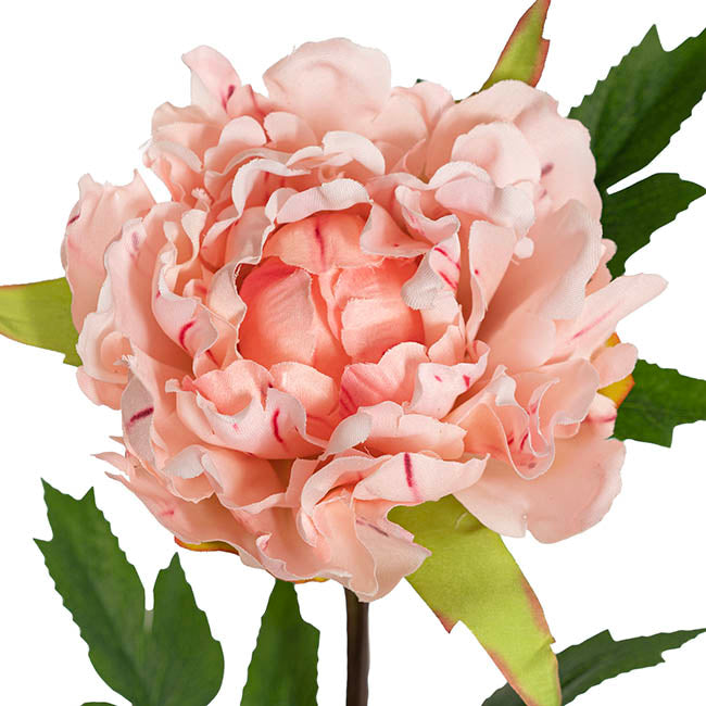 Duchess Peony Stem Soft Pink (15cmDx65cmH)