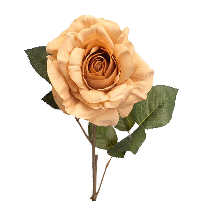Alba Rose Long Stem Full Bloom Champagne (15cmDx85cmH).