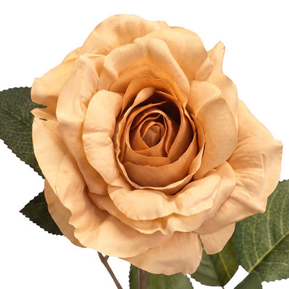 Alba Rose Long Stem Full Bloom Champagne (15cmDx85cmH).