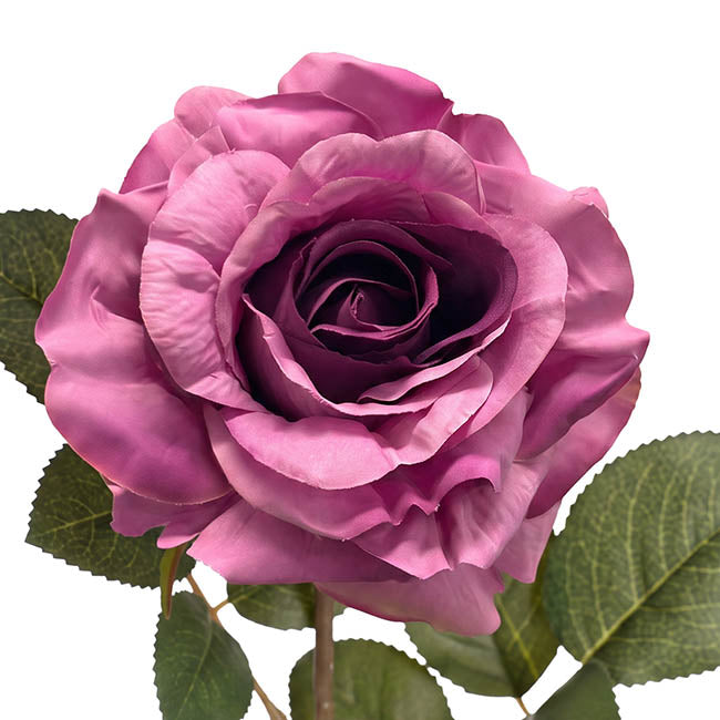 Alba Rose Long Stem Full Bloom Ombre Purple (15cmDx85cmH)