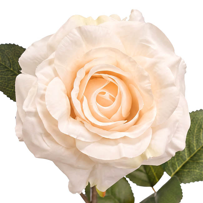 Alba Rose Long Stem Full Bloom White (15cmDx85cmH)