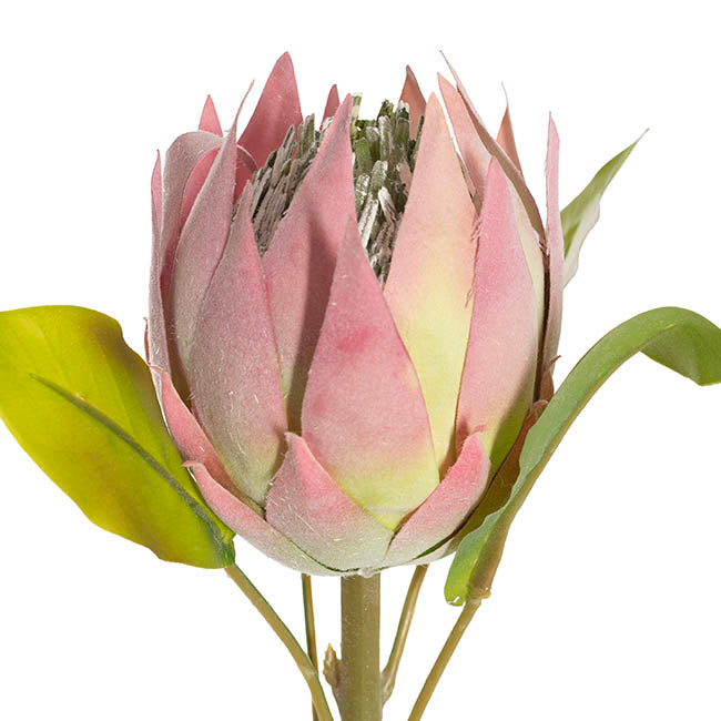Faux King Protea Flower Pink (13cmDx68cmH)
