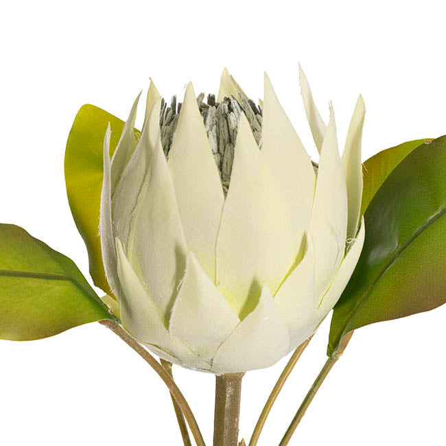 Faux King Protea Flower Soft Green (13cmDx68cmH)