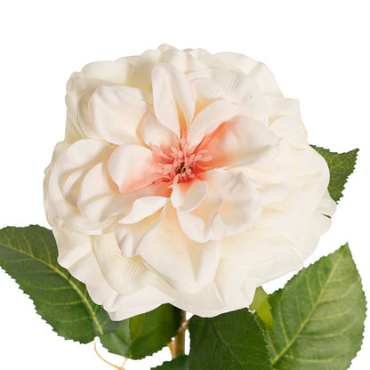 English Emily Rose Stem Real Touch White Pink (13cmDx72cmH)