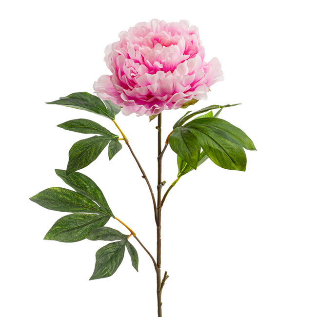 Princess Peony Light Pink (16cmDx80cmH)