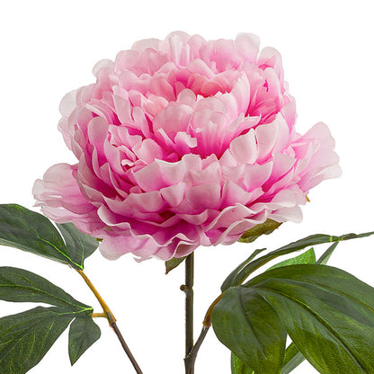 Princess Peony Light Pink (16cmDx80cmH)