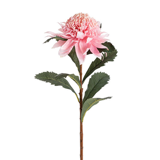 Native Waratah Soft Pink (18cmDx80cmH)