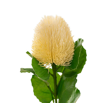 Baxteri Banksia Stem Cream (6cmDx59cmH)