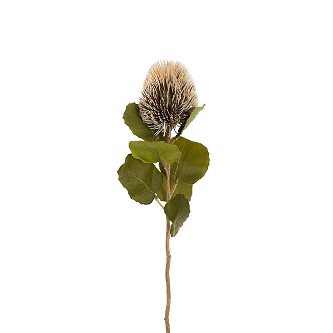 Baxteri Banksia Stem Grey (6cmDx59cmH)
