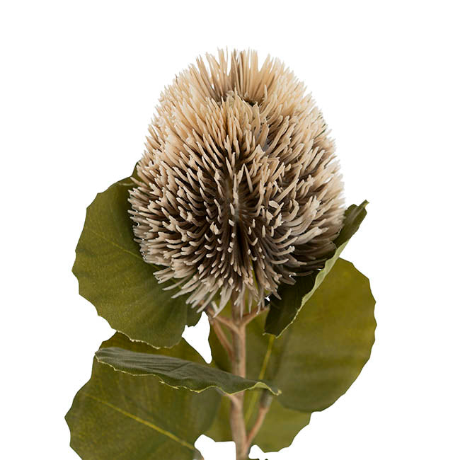 Baxteri Banksia Stem Grey (6cmDx59cmH)