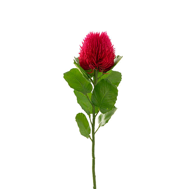 Baxteri Banksia Stem Hot Pink (6cmDx59cmH)