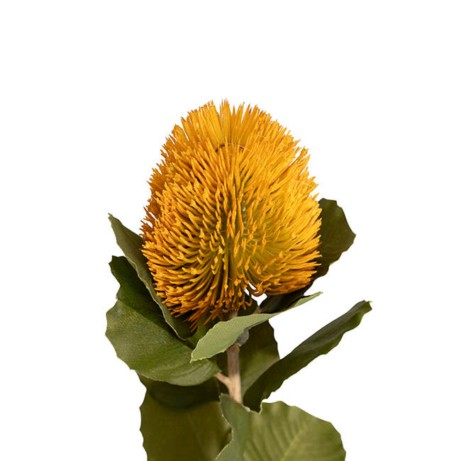Baxteri Banksia Stem Golden Yellow (6cmDx59cmH)