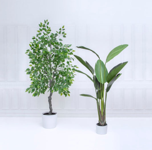 Artificial Ficus Tree Potted Green (180cmH)