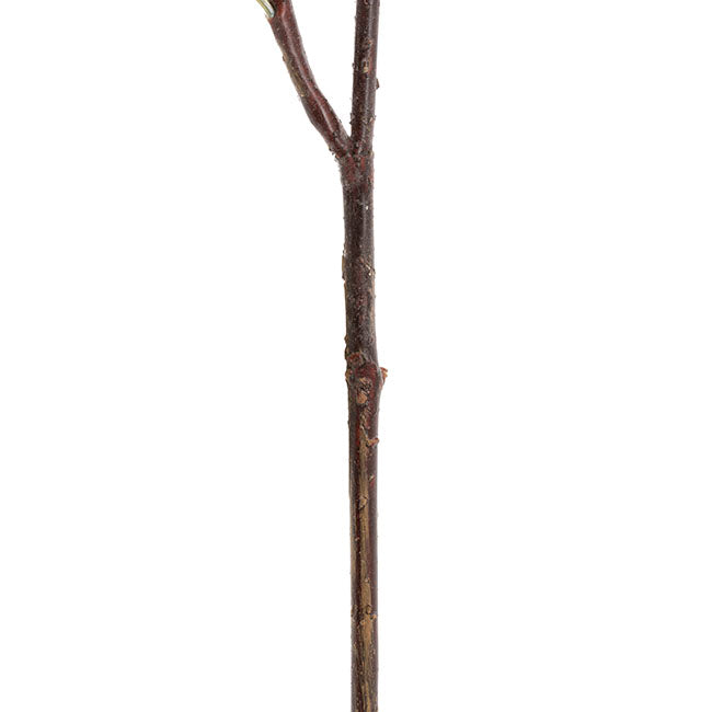 Real Touch Australian Banksia x 2 Head Spray Cream (80cmH)